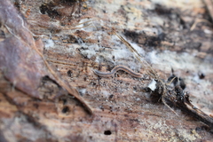 Gosodesmus claremontus