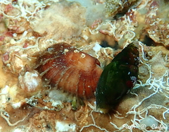 Barbatia barbata