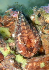 Arca noae