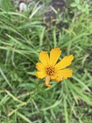 Coreopsis palmata