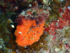 Arca noae