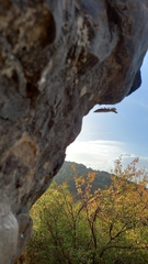 Mantis religiosa religiosa