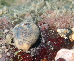 Columbella rustica