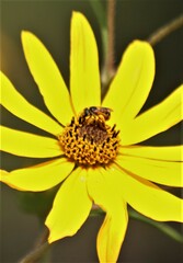 Halictus ligatus