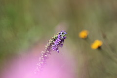 Lobelia fenestralis