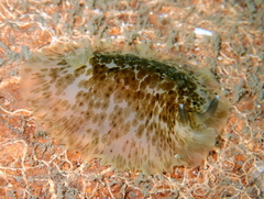 Dendrodoris grandiflora