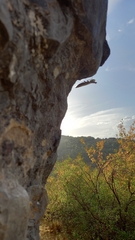 Mantis religiosa religiosa