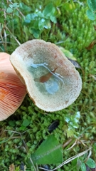 Lactarius deterrimus