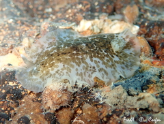 Dendrodoris grandiflora