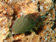 Episcomitra cornicula
