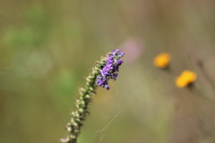 Lobelia fenestralis