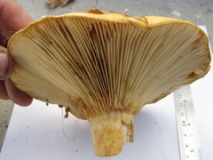 Lactarius scrobiculatus