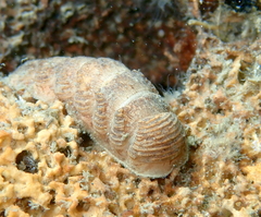 Lepidopleurus cajetanus