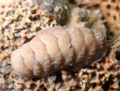 Lepidopleurus cajetanus