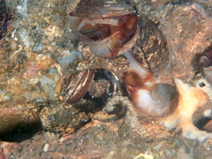 Lithophaga lithophaga