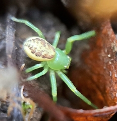 Diaea dorsata