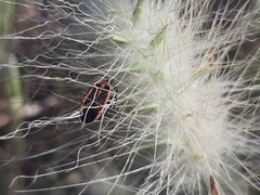 Melacoryphus circumlitus