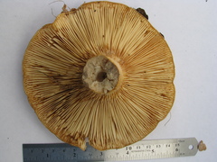 Lactarius scrobiculatus