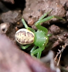 Diaea dorsata