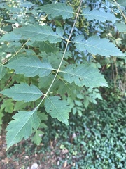Koelreuteria paniculata