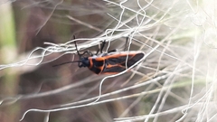 Melacoryphus circumlitus