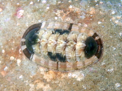 Rhyssoplax olivacea