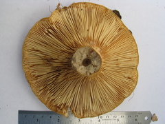 Lactarius scrobiculatus