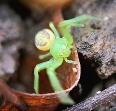 Diaea dorsata