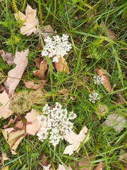 Apiales