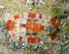 Rhyssoplax olivacea