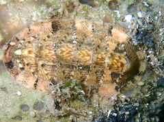Rhyssoplax olivacea