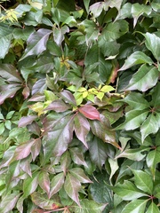 Parthenocissus quinquefolia