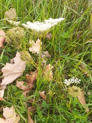 Apiales