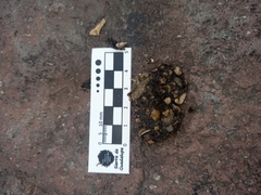 Bassariscus