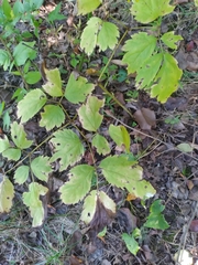 Actaea racemosa