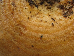 Lactarius scrobiculatus