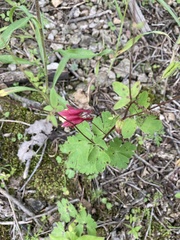 Aquilegia canadensis