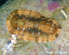 Rhyssoplax olivacea
