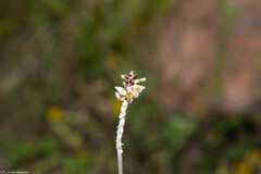 Froelichia interrupta