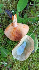 Lactarius deterrimus