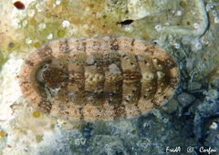 Rhyssoplax olivacea