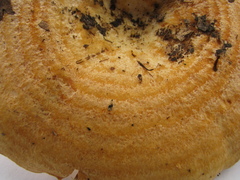 Lactarius scrobiculatus