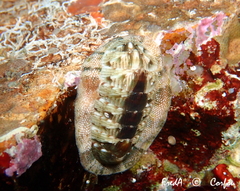 Rhyssoplax olivacea