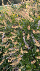 Clethra alnifolia