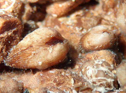 Representative image of Striarca lactea