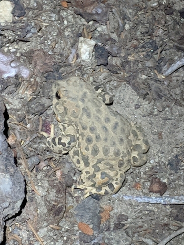 iNaturalist observation photo of Yosemite Toad