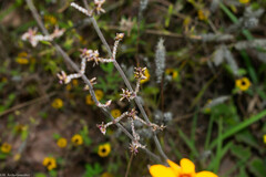Froelichia interrupta