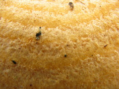 Lactarius scrobiculatus