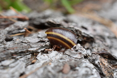 Helminthoglypta dupetithouarsi