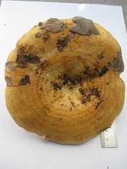 Lactarius scrobiculatus